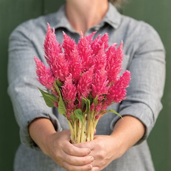 NYHET! Celosia Bright Pink