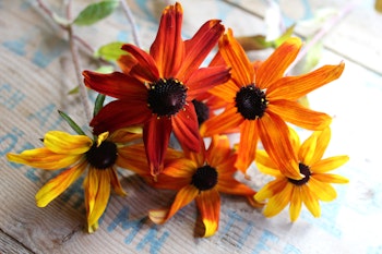 NYHET! Trefliksrudbeckia Praire Glow