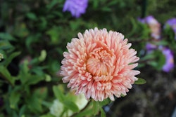 Aster Lady Coral Salmon