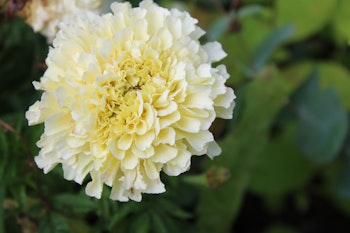 NYHET! Tagetes Imperiale Creme