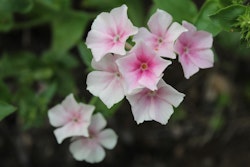 Phlox Blushing Bride