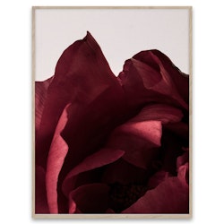 Peonia, poster, Paper Collective