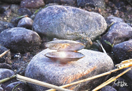 Print: Pärla i mussla foto Cicci Wik