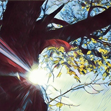 Print: Sol i träd foto Cicci Wik