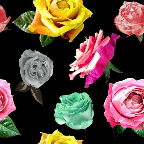 Färgglada rosor