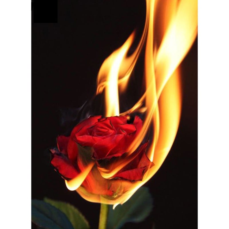 Fire rose 40*50,