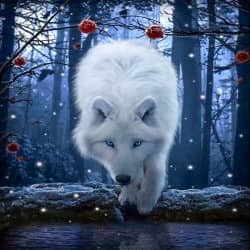 White wolf 40*50,