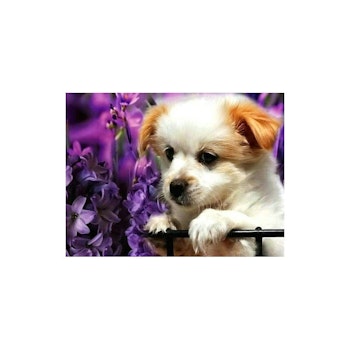 Cute puppy   30*40