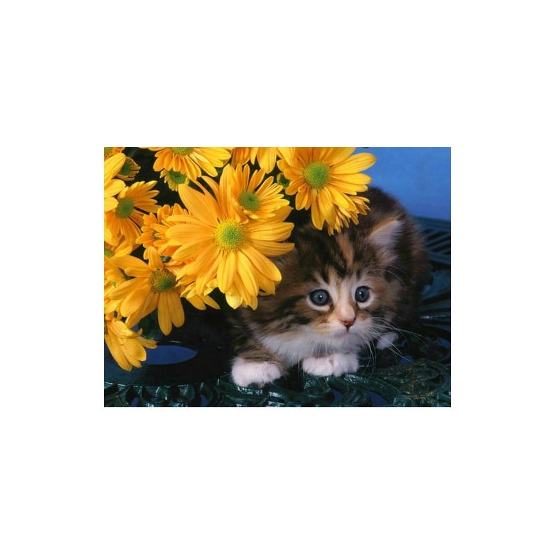 Cat daisy  30*40