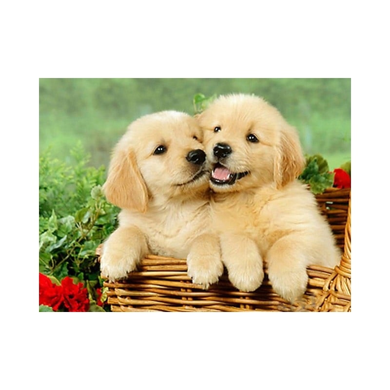 Cute dogs 40*60