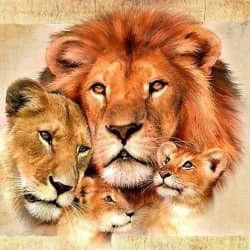 Lion family 50*50