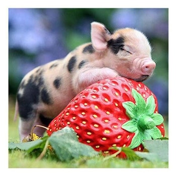 Pig and strawberry 30*30,