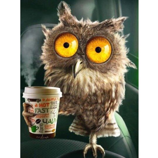 Coffee owl 40*50
