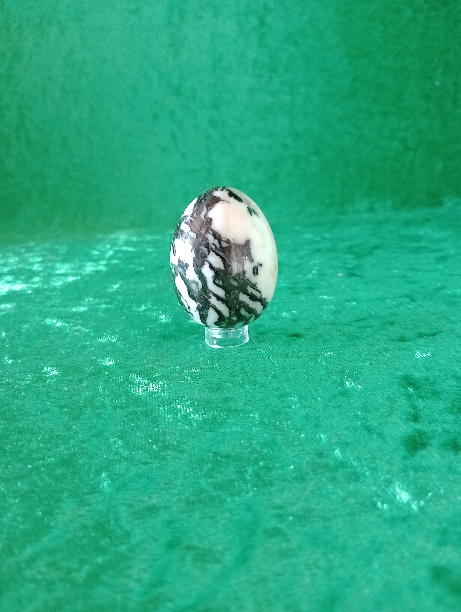Zebra jaspis Ägg
