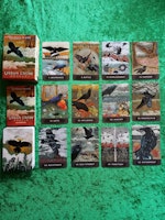 Urban Crow Oracle