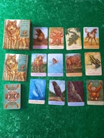 Animal Messages seek inspiration from your animal guides