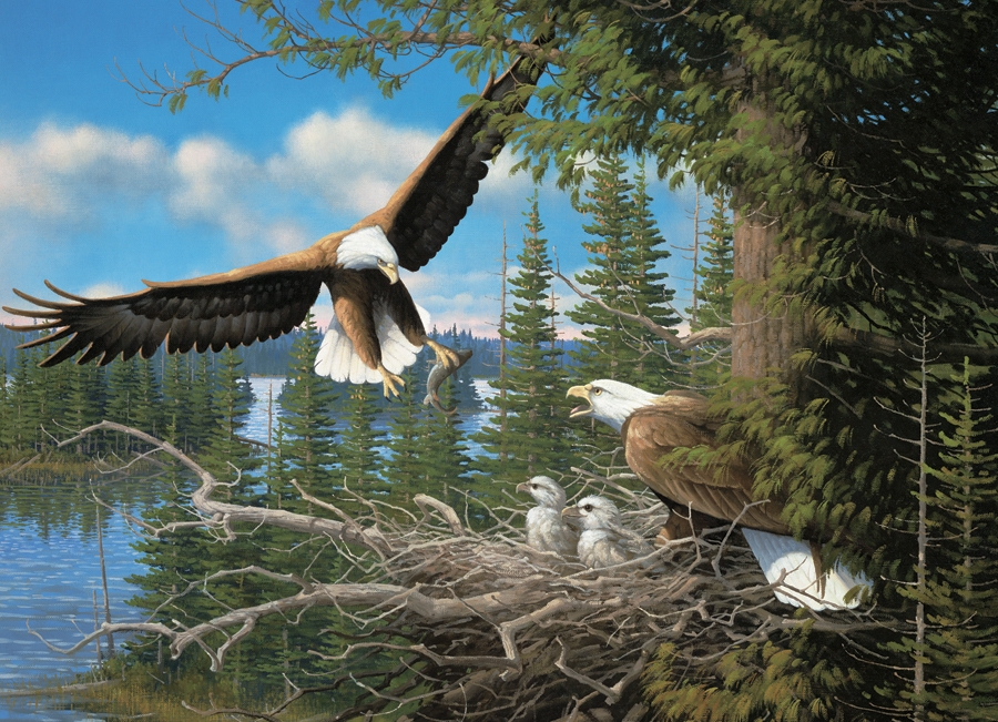 Nesting Eagles (1000)