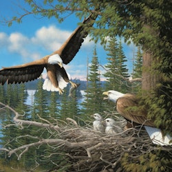 Nesting Eagles (1000)