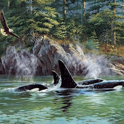 Orcas (1000)
