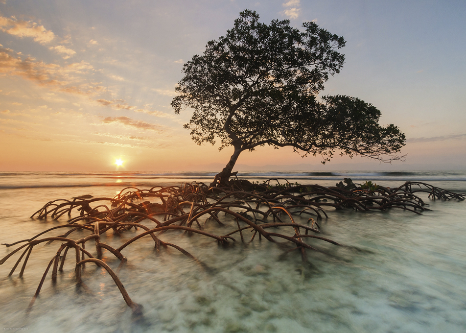 Ett pussel med vackert motiv av ett öde mangroveträd med tydligt exponerade rötter