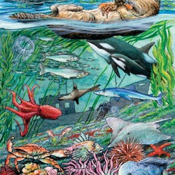 Barnpussel - Life In The Pacific Ocean, 35 Bitar Rampussel