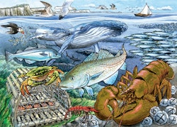 Barnpussel - Life In The Atlantic Ocean, 35 Bitar Rampussel