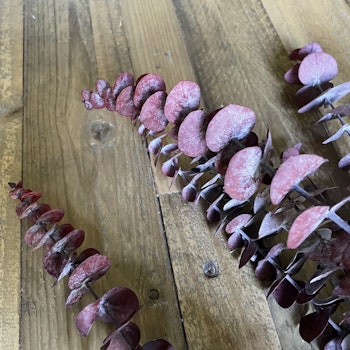 Eucalyptus röd 100gr