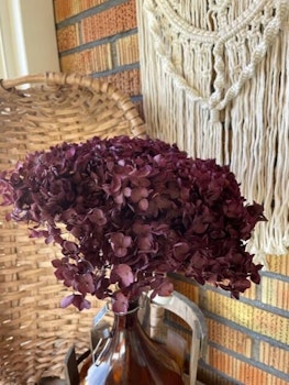 Hortensia Vinröd 1-pack