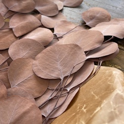 Eucalyptus apple leaves Kopparbrun 100gr