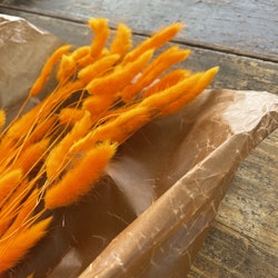 Lagurus Rabbit tail Orange 50gr