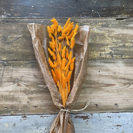 Lagurus Rabbit tail Orange 50gr - Torkade blommor & blad