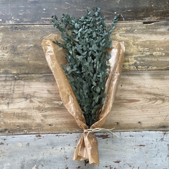 Eucalyptus småbladig grön 100gr