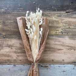 Phalaris Vit 100gr