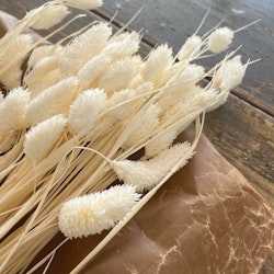 Phalaris Vit 100gr