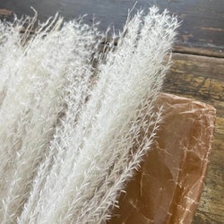 Pampasgräs lyxig miscanthus Vit 10-pack