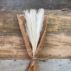 Pampasgräs lyxig miscanthus Vit 10-pack