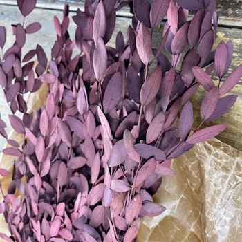 Eucalyptus småbladig röd 100gr