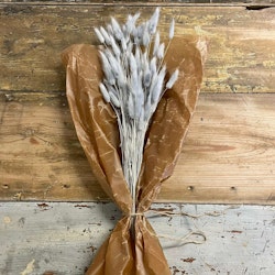 Lagurus Rabbit tail Grå 80gr