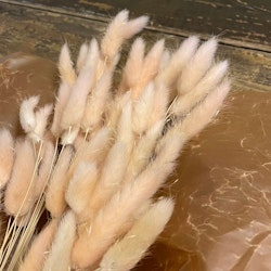 Lagurus Rabbit tail Aprikos 80gr