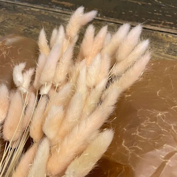Lagurus Rabbit tail Aprikos 80gr