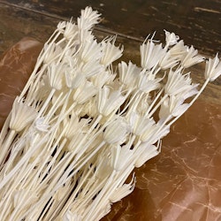 Nigella Orientalis vit