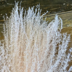 Pampasgräs lyxig miscanthus rosa 10-pack