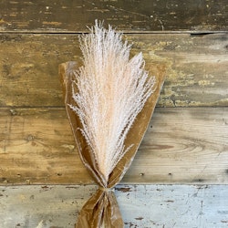 Pampasgräs lyxig miscanthus rosa 10-pack