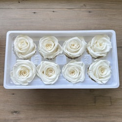 Rosor Vit 8-pack