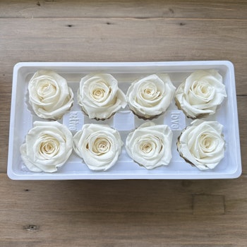 Rosor Vit 8-pack