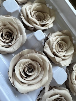 Rosor Creme 8-pack