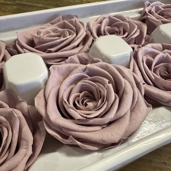 Rosor Gammelrosa 8-pack