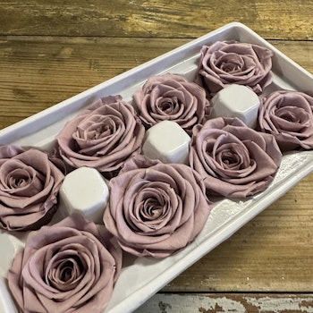 Rosor Gammelrosa 8-pack
