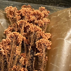 Diosmi Rice flower, orange 100gr