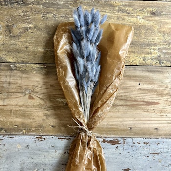 Lagurus Rabbit tail, Grå 80gr